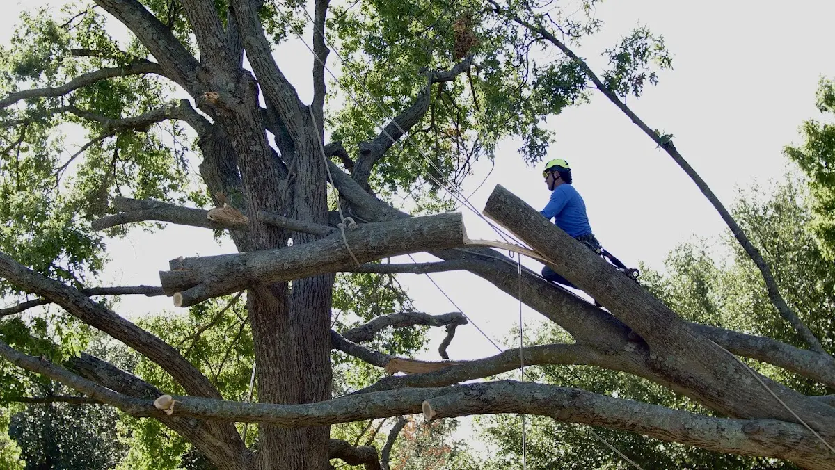 Professional Crown Thinning performed by certified arborists in Topton